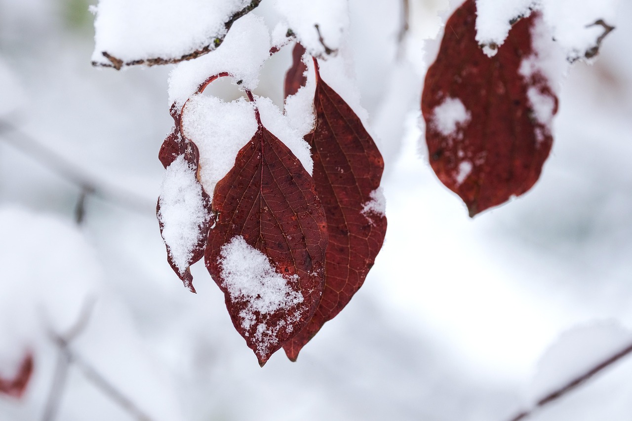 winter