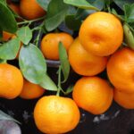 mandarina