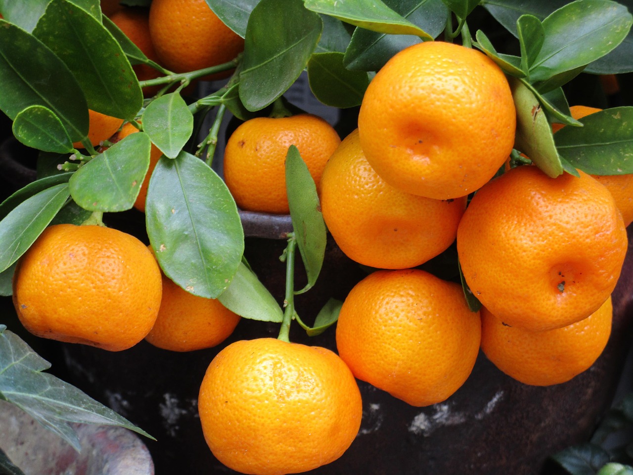 mandarina