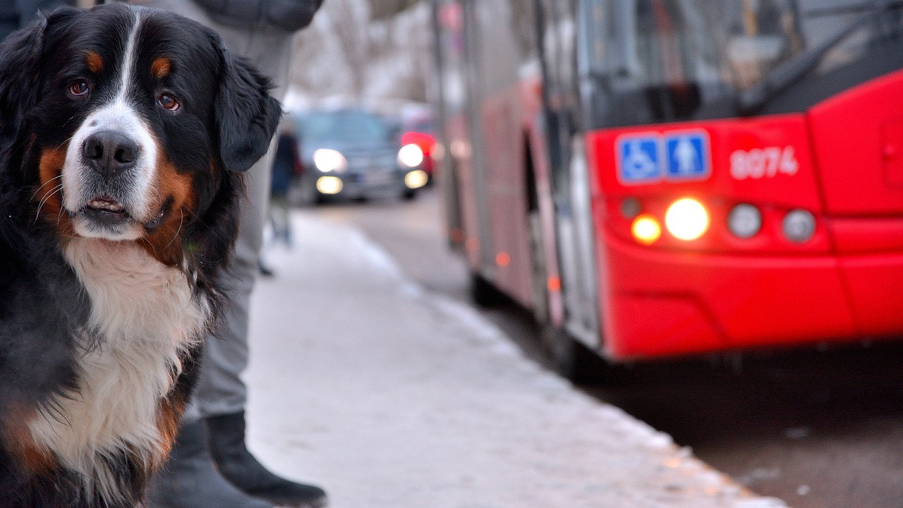 bus