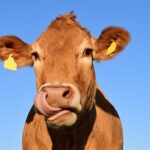 krave, cow