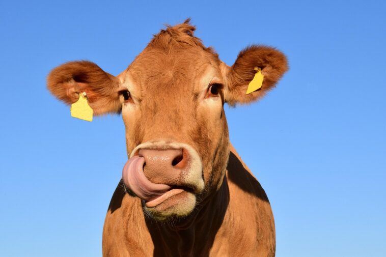 krave, cow